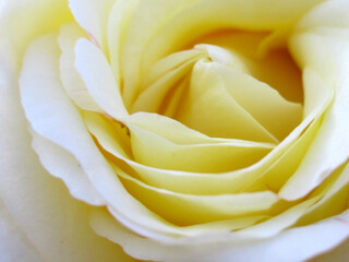 Gelbe Rose Blüte Detail Nahaufnahme