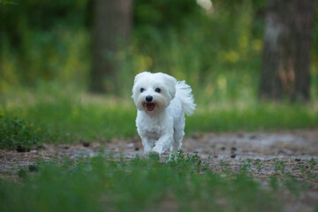running dog, jumping dog, Maltese lapdog, maltese, dog friend, beautiful dog