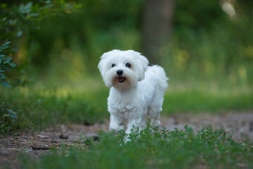 running dog, jumping dog, Maltese lapdog, maltese, dog friend, beautiful dog - 388988891