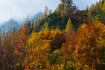 Fototapeta premium Fall colors, Triglav National Park, Trenta Valley, Julian Alps, Municipality of Bovec, Slovenia, Europe
