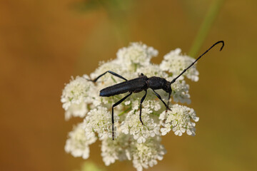 black bug on white plant