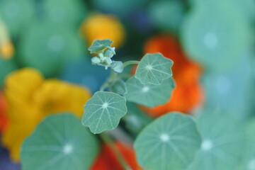 ナスタチューム　キンレンカ　金蓮花