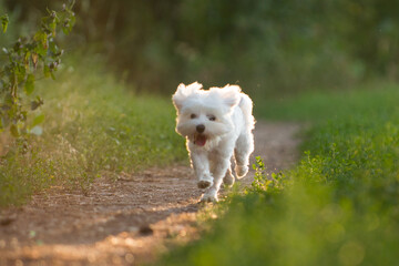  jumping dog, Maltese lapdog, maltese, dog friend, beautiful dog,