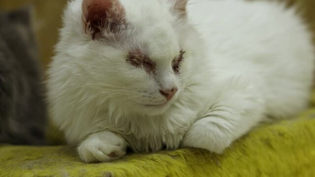 white sick cat without eyes. injured animal