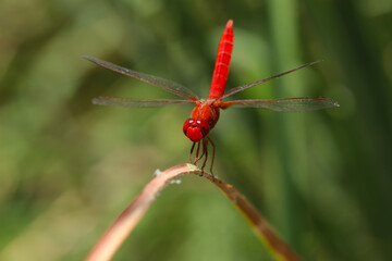 watching the helicopter bug in nature