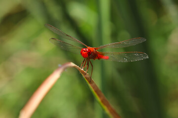watching the helicopter bug in nature
