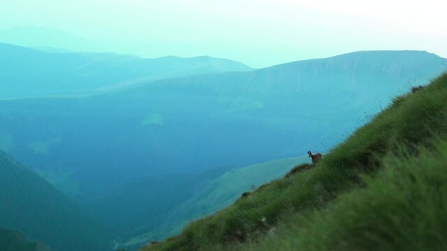 Chamoises grazing on mountain in summer time