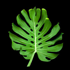 Monstera large green jungle leaf isolated on a black background.