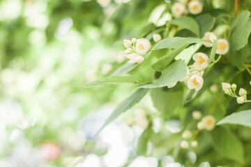 Fototapeta premium Branches of blossoming flowering plants on natural blurry background. Fresh green tree leaves of light outdoors sun on summer. Close-up, copy space, banner