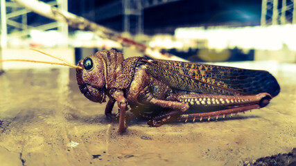 grasshopper on the ground