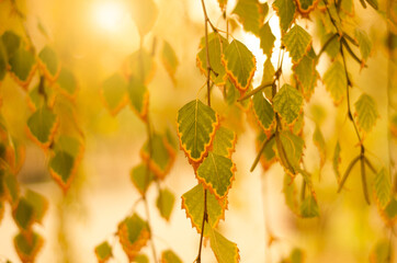 Naklejka na ściany i meble Autumn background - bright yellow branches - fall season outdoor park nature 