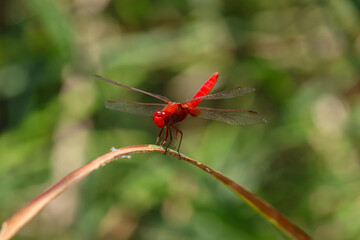 watching the helicopter bug in nature