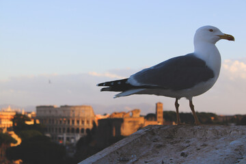 seagull on the pier