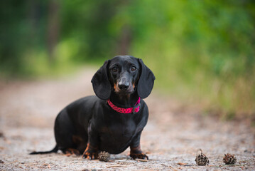 black dachshund, cute, pet,  dog is man's friend, kind, obedient, beautiful - 388991407