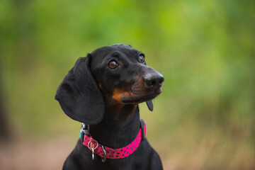 black dachshund, cute, pet,  dog is man's friend, kind, obedient, beautiful - 388991439