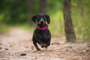 black dachshund, cute, pet,  dog is man's friend, kind, obedient, beautiful - 388991462