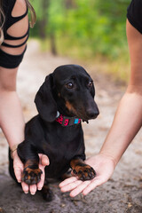 black dachshund, cute, pet,  dog is man's friend, kind, obedient, beautiful - 388991482