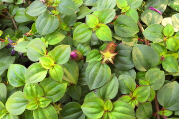 Green leaves of Spanish Shawl background. Another name is Pink Lady, Trailing Lasiandra, Trailing Princess Flower, Heeria elegans, Heeria Procumbens, Schizocentrom elegans, Heterocentron sessilis.