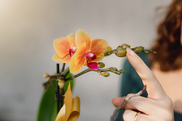 Fototapeta na wymiar Close up bunch of yellow orchid with buds and woman hand touching the petals. Gardening hobby, botanical care concept.