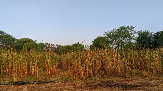 Pearl Millet Field in Rajasthan India. The Crop is Know as Bajra or Bajri Agriculture