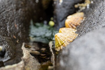 Yellow cockle shell on a stone in waters of Isle of Skye, Scotland