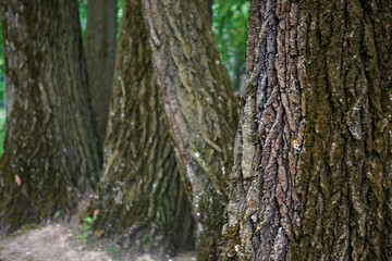 mighty big trunks of old trees in the park