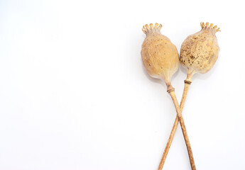 Dry poppy seed heads isolated on a white background with a copy space.