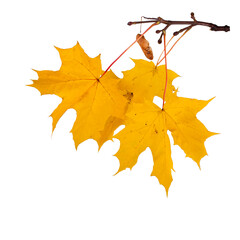 Autumn branch with yellow maple leaves isolated on a white background.