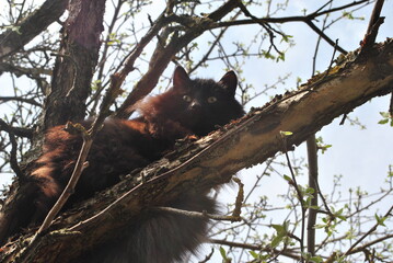 black cat on the tree