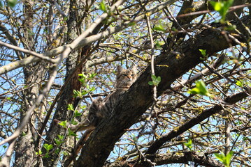 cat on tree