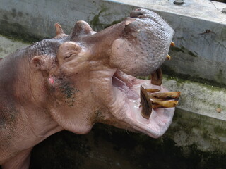 A huge hippopotamus with terrible teeth opened his mouth and closed his eyes at the zoo.