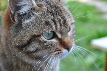 close up portrait of a cat