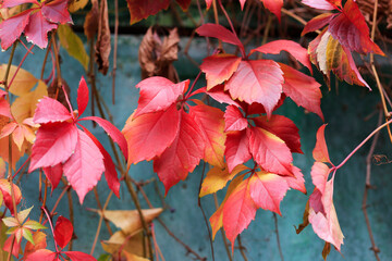 Bright red autumn leaves of maiden grape