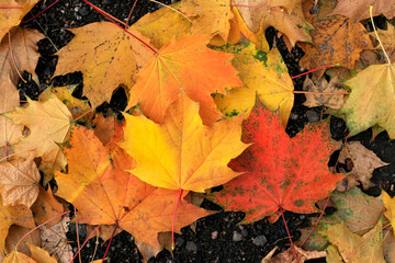 Bright colorful leaves of auyumn maple lying on the ground