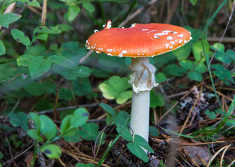 Red mushroom . Toadstool in the forest. Amanita Muscaria
