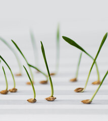 Fresh sprouts as music notes.  Gass music.