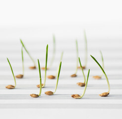 Fresh sprouts as music notes.  Gass music.