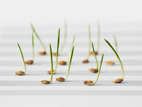 Fresh sprouts as music notes.  Gass music.