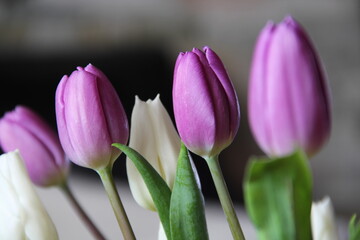 Indoor flowers in the living room