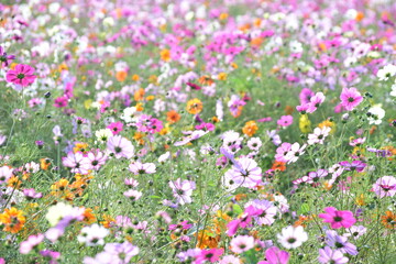 Naklejka premium Cosmos