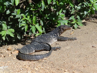 A striped monitor lizard lies on the sand.