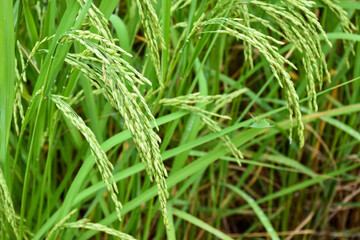 Fototapeta na wymiar close up Ear of rice