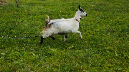 Obraz premium Spotted goat with big horns and yellow eyes grazing in a meadow. Funny goat on a leash eats a green grass. Livestock. Goat grazing on pasture. Animal portrait. Horny goats eating on a grass field.