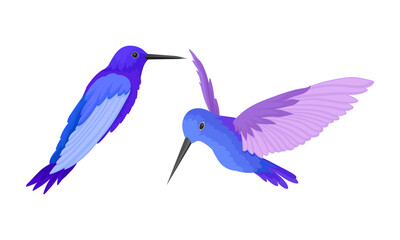 Kolibris als kleiner Vogel mit schlagenden Flügeln und hellem Gefieder-Vektor-Set