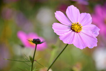 Obraz premium Cosmos