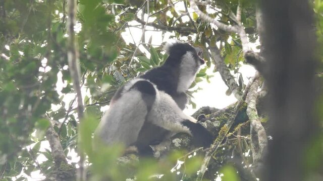 Singing Indri Answers The Callings Of His Fellows, Madagascar