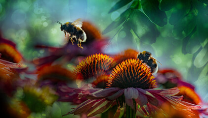 bumblebees and Echinacea flowers close up