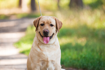 Lambrodor, big dog, kind, big, cute, beautiful, favorite, show dog, champion - 388996057