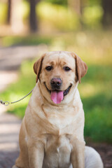 Lambrodor, big dog, kind, big, cute, beautiful, favorite, show dog, champion - 388996205