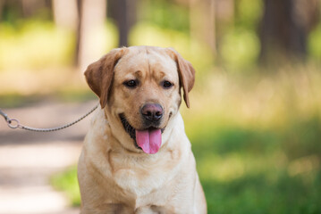 Lambrodor, big dog, kind, big, cute, beautiful, favorite, show dog, champion - 388996216